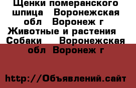 Щенки померанского шпица - Воронежская обл., Воронеж г. Животные и растения » Собаки   . Воронежская обл.,Воронеж г.